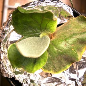 ビカクシダ,エレファントティス,成長記録の画像