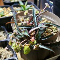 ユーフォルビア,実生,成長記録,フランコイシーの画像