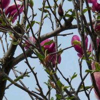 モクレン,モクレンの画像