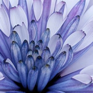 オステオスペルマム,祈る震災復興,咲いた！,花のある暮らし,緑のある暮らしの画像