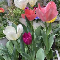 チューリップ,フリージア,花のある暮らし,おうち園芸の画像