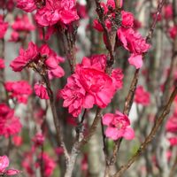 ハナモモの画像