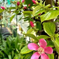 可愛いお花♡,癒されて❤️,なんて素敵なお花✨,小さな庭,家庭菜園の画像