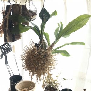 グラマトフィラム,もじゃマトフィラム,成長記録の画像