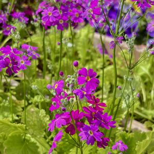 プリムラマラコイデス(うぐいす),一年草,軒下,帰化植物,植物観察の画像