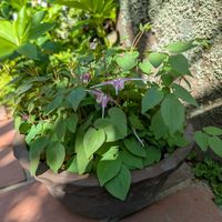 イカリソウ,イカリソウ,イカリソウ(碇草),イカリソウ(碇草),かわいいの画像