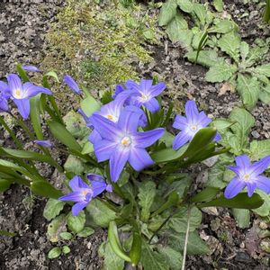 花壇,ブルーの画像