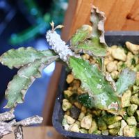 ユーフォルビア,実生,成長記録,アンボボンベンシスの画像