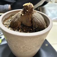 ガジュマル,観葉植物の画像