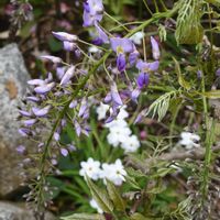 ハナニラ,フジの画像