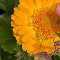 イベリス,イベリス,ゲウム,ゲウム,金盞花の画像