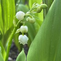 スズラン,ドイツスズラン,スマホ,小さな庭の画像