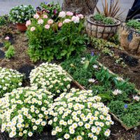 チューリップ,ノースポール,ムスカリ,ラナンキュラスラックス,小さな庭の画像