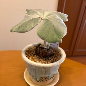 植え替え,植物,お迎えの画像