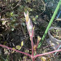 ハナニラ,テッセン,すいせん,裏庭,植木鉢の画像