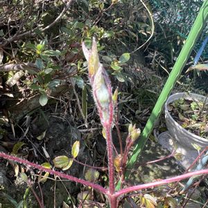 ハナニラ,テッセン,すいせん,裏庭,植木鉢の画像