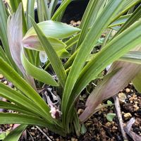 春蘭,裏庭,植木鉢の画像