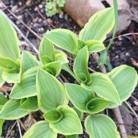 ギボウシの画像