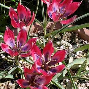 原種チューリップ,球根植物,花のある暮らし,植物のある暮らし,庭の画像