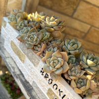 白牡丹,白牡丹,アルプカ　スピラリス,アルプカ,アルプカ　スピラリス　フリズルシズルの画像