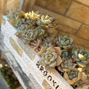 白牡丹,白牡丹,アルプカ　スピラリス,アルプカ,アルプカ　スピラリス　フリズルシズルの画像