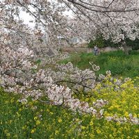 菜の花,桜 さくら,花のある暮らし,お出かけ先の画像