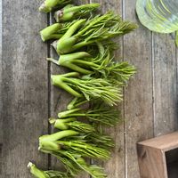 タラの芽（自生）,柿芽,裏庭,植木鉢,地植えより採取の画像