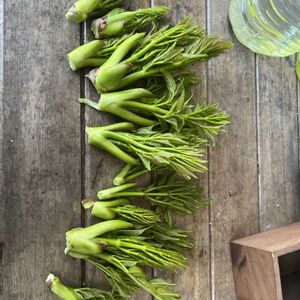 タラの芽（自生）,柿芽,裏庭,植木鉢,地植えより採取の画像