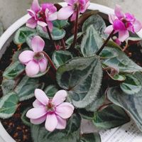 シクラメン,シクラメン フェアリーピコ,鉢植え,癒し,花のある暮らしの画像