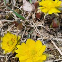 福寿草,北海道,キュンキュン乙女倶楽部,今日も笑顔で♡,頑張れ私も頑張！の画像