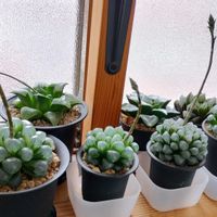 オブツーサ,ハオルチア,多肉植物,実生,交配の画像