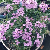 ハナニラ,ガザニア,キンセンカ,ローダンセマム,くんしらん(君子蘭の画像