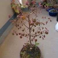 カツラ,盆栽,桂の樹,ピンクの芽吹き,ベランダの画像