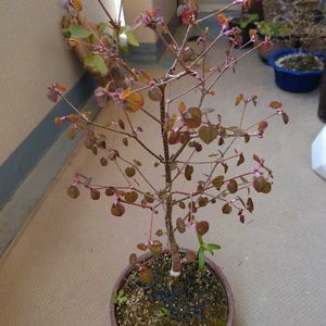 カツラ,盆栽,桂の樹,ピンクの芽吹き,ベランダの画像