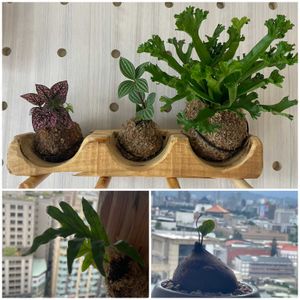 ドリナリア クエルシフォリア,鹿角山蘇,Crissie Bird's Nest Fern,圓葉山烏龜,多肉植物の画像