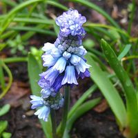 ムスカリ,ムスカリ,ムスカリ,ムスカリ,小さな庭の画像