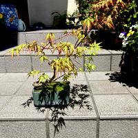 モミジ,山もみじ,盆栽,ミニ盆栽,モミジ 記録の画像