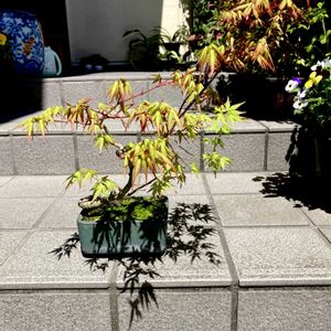モミジ,山もみじ,盆栽,ミニ盆栽,モミジ 記録の画像