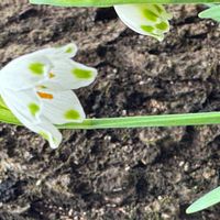 スノードロップの画像