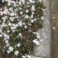 シバザクラの画像