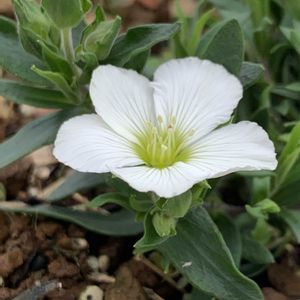 アレナリア ブリザードコンパクト,アレナリア ブリザードコンパクト,アレナリア ブリザードコンパクト,開花,復活の画像