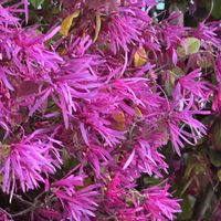 トキワマンサクの画像