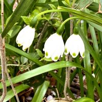 スノーフレークの画像