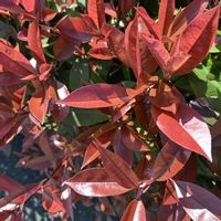 カナメモチ,赤い葉っぱ,花が好き,ウォーキングの画像