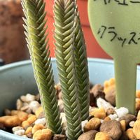 青鎖竜,ムスコーサ,ムスコーサ,ムスコーサ,爪楊枝の画像