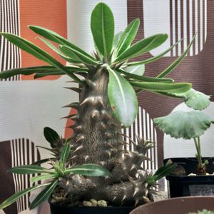 パキポディウム,グラキリス,ホロンベンセ,実生,成長記録の画像