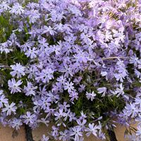 シバザクラの画像