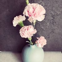 カーネーション,カーネーション,癒し,花が好き,宮城県の画像