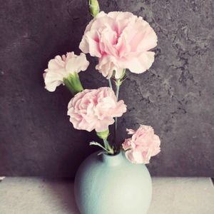 カーネーション,カーネーション,癒し,花が好き,宮城県の画像