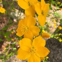 ヤマブキ,タンポポ,おでかけ先,キュンキュン乙女倶楽部,HTCの画像